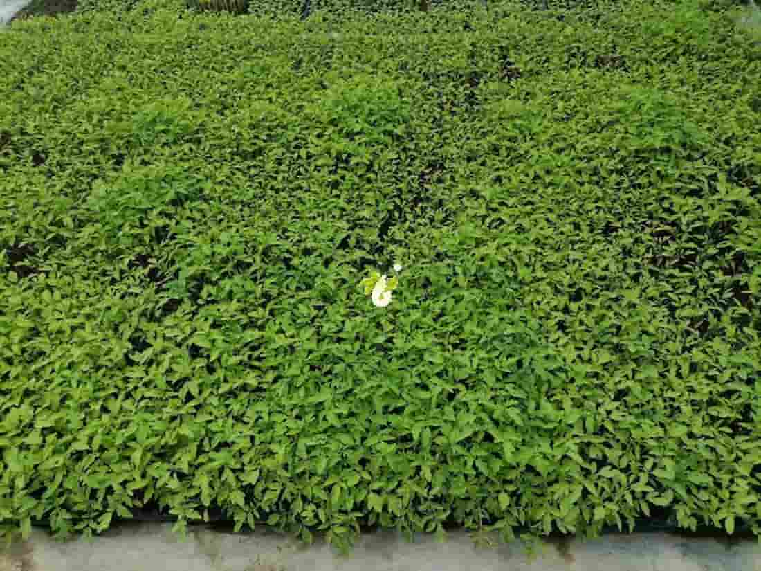 نشا گوجه فرنگی ۸۳۲۰؛ انتخابی مطمئن برای تولید محصول باکیفیت